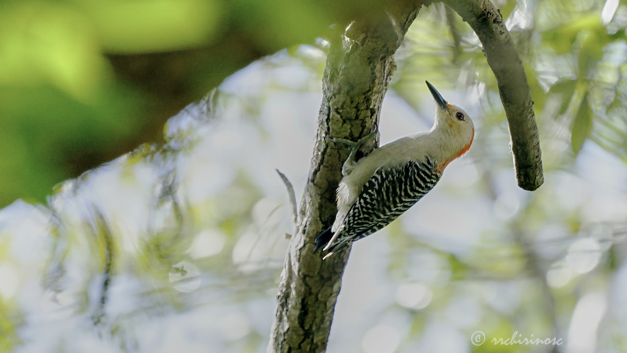 Red-bellied woodpecker