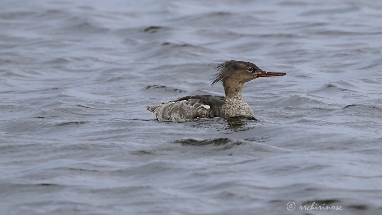 Red-breasted merganser