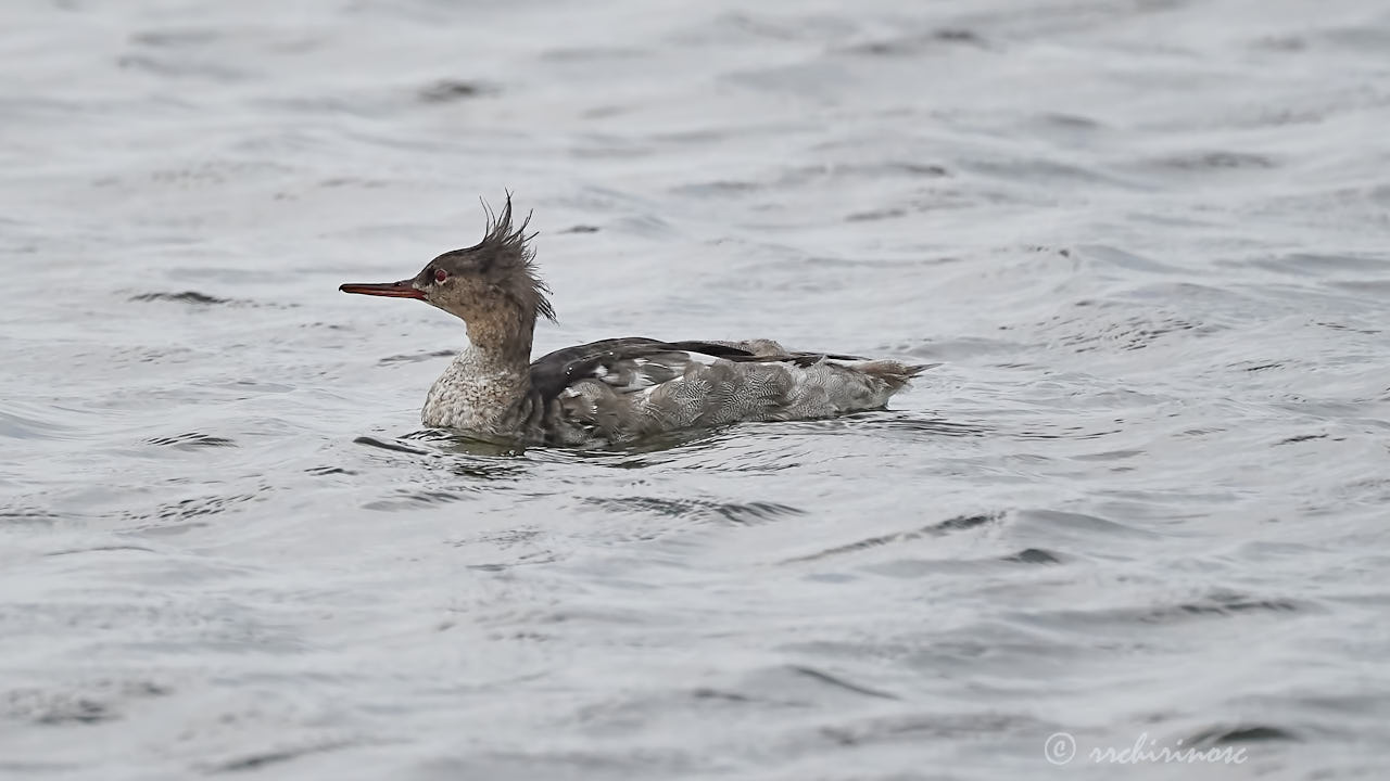 Red-breasted merganser