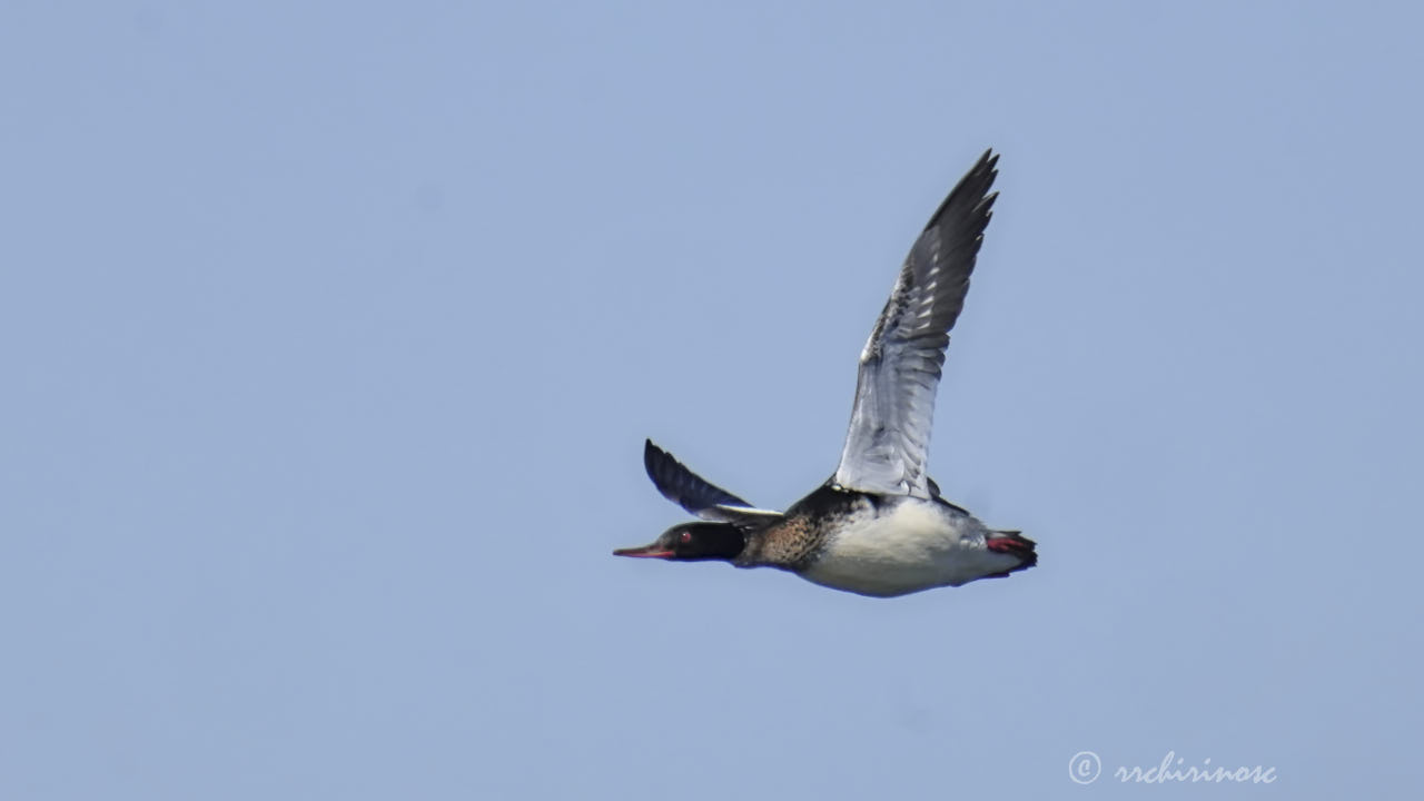 Red-breasted merganser