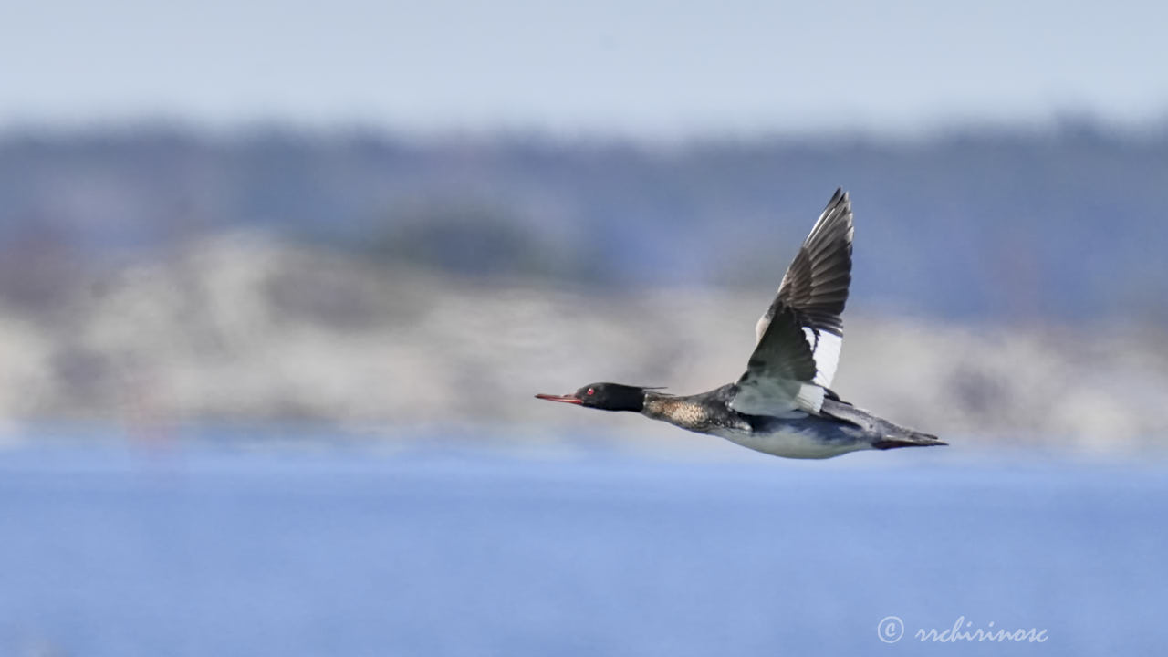 Red-breasted merganser