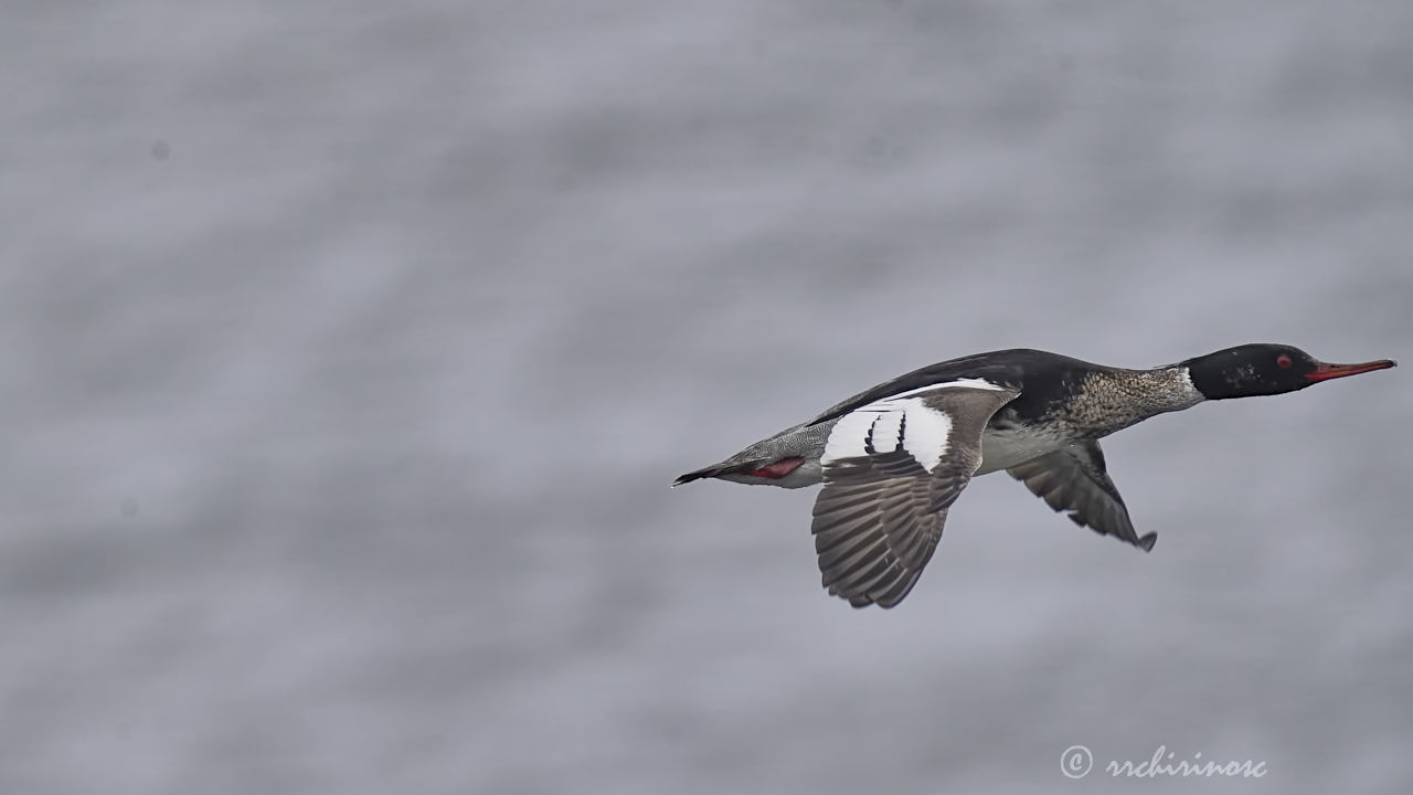 Red-breasted merganser