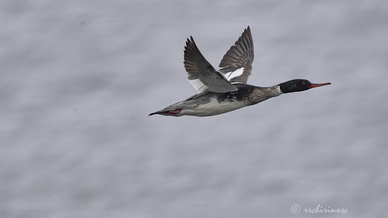Red-breasted merganser