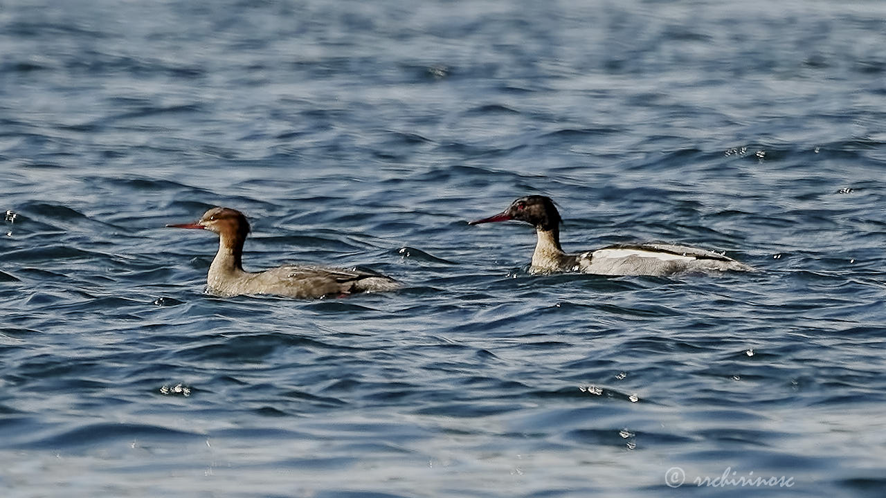 Red-breasted merganser