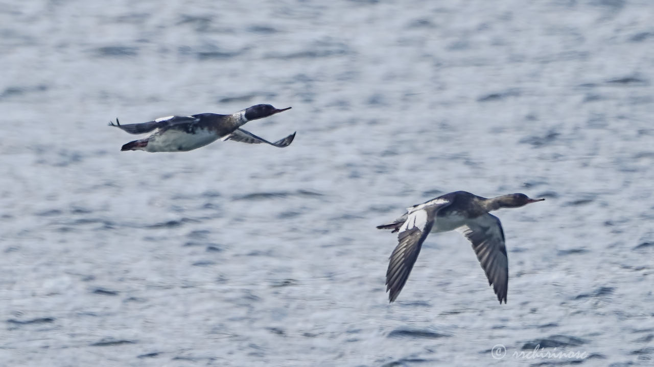 Red-breasted merganser