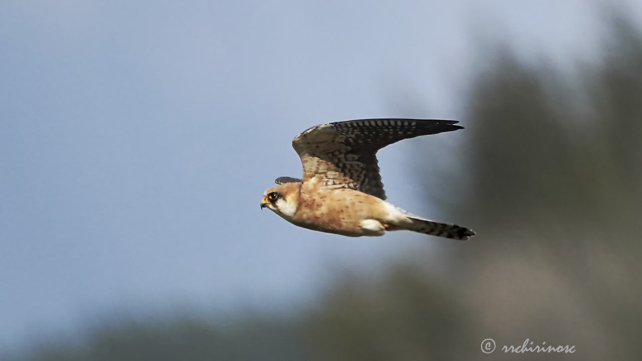 Red-footed falcon
