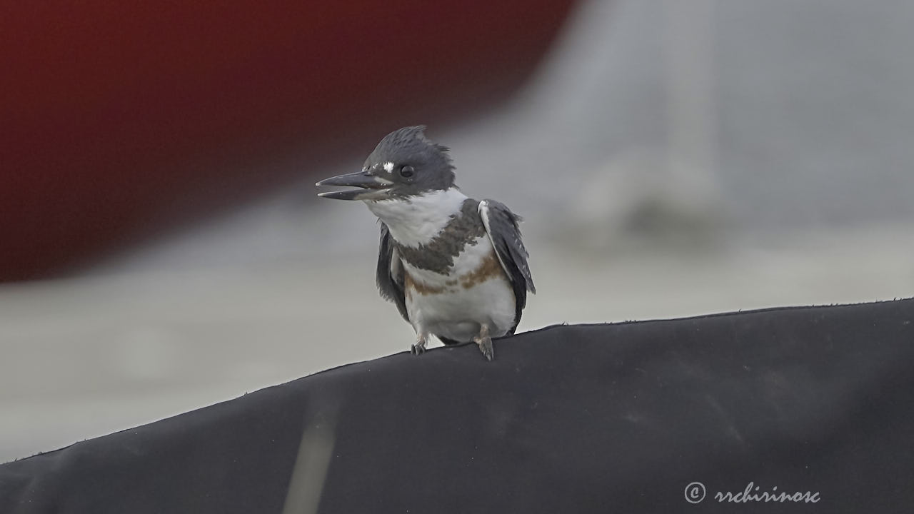 Belted kingfisher