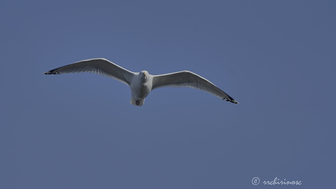 Red-legged kittiwake
