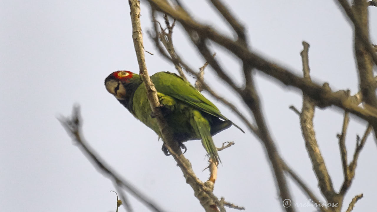 Red-masked parakeet