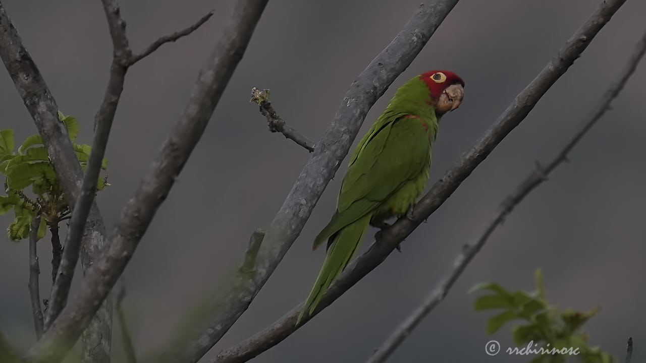 Red-masked parakeet