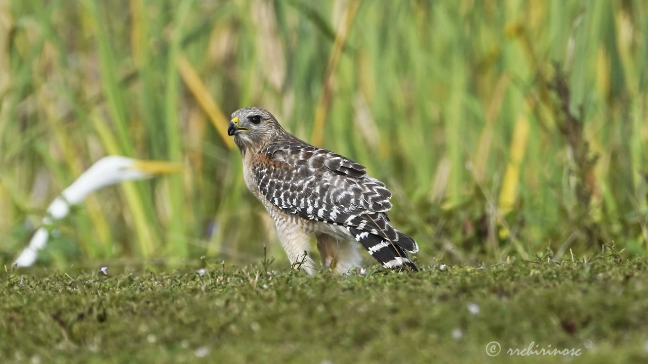 Red-shouldered hawk
