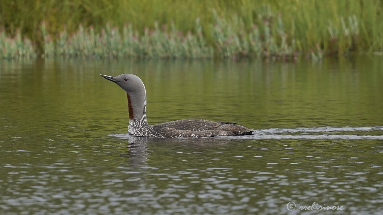 Red-throated loon