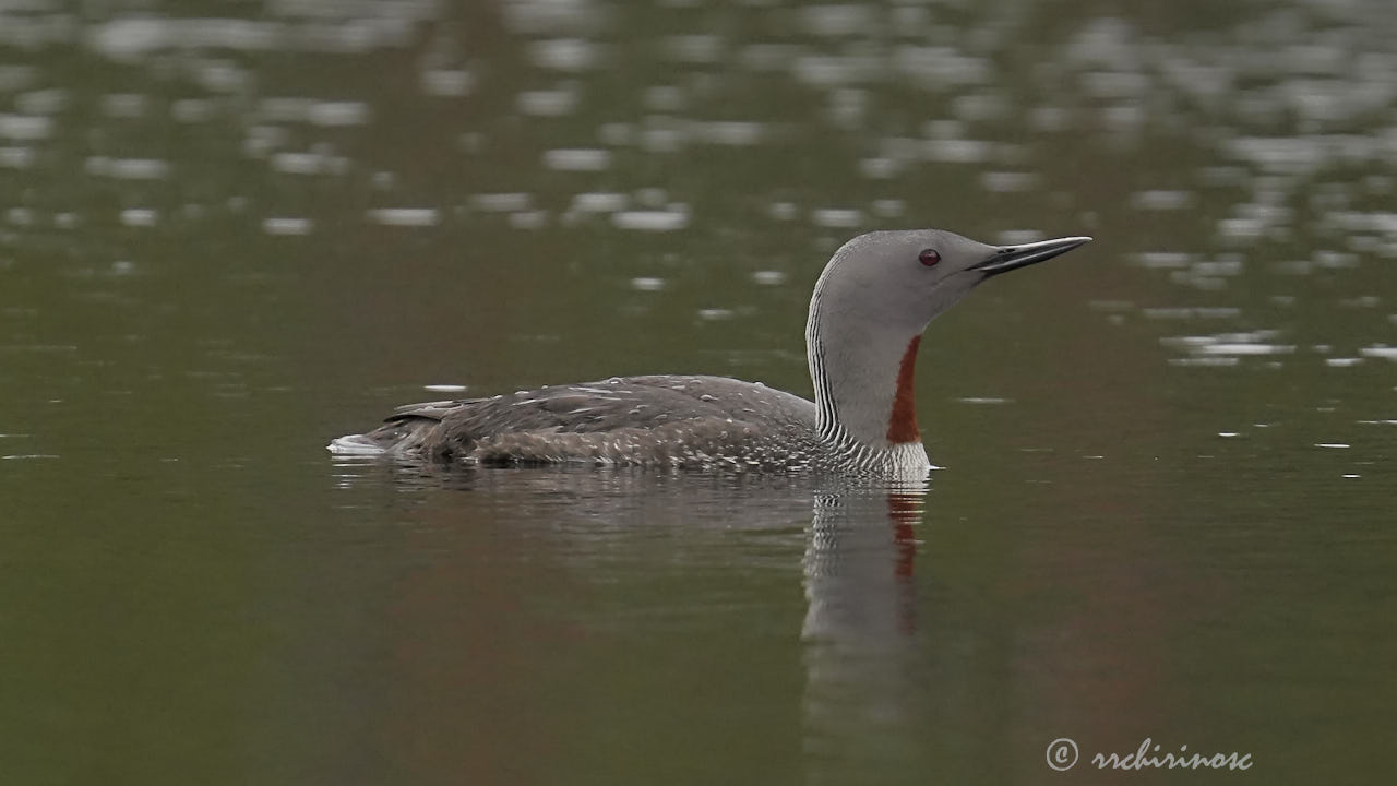 Red-throated loon