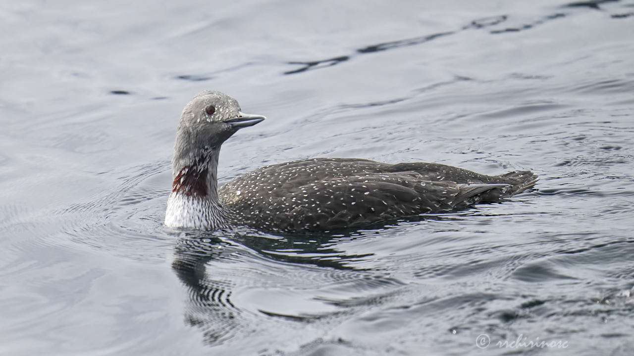 Red-throated loon