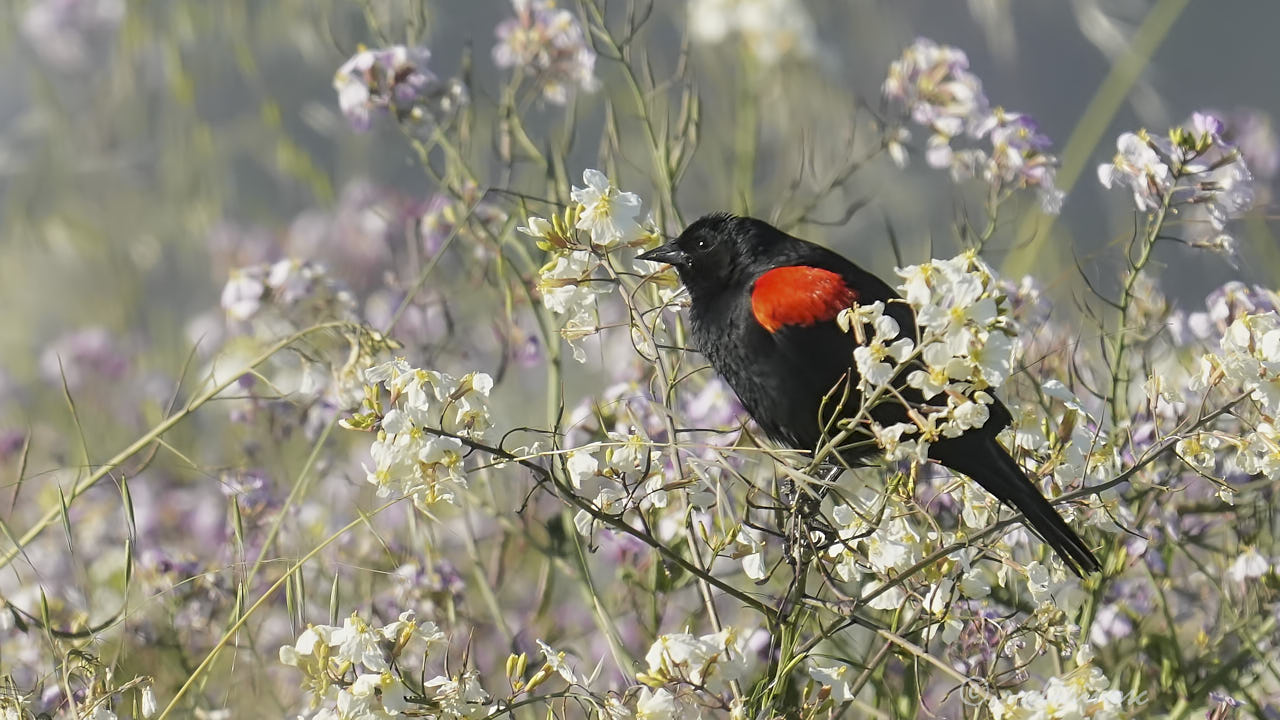 Red-winged blackbird