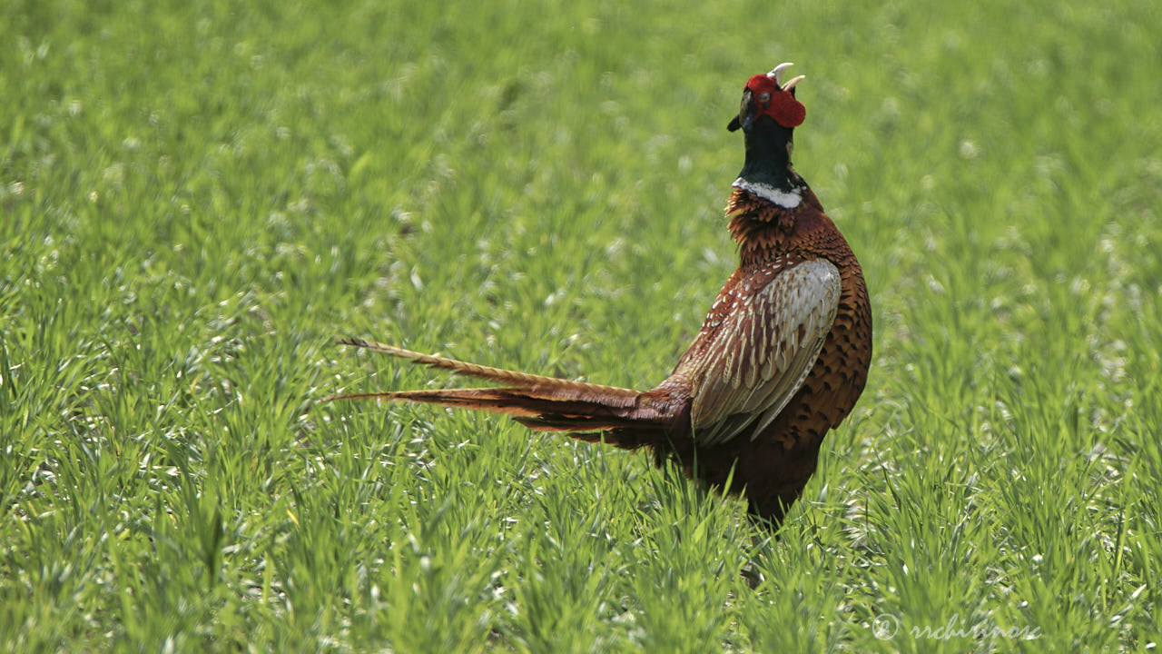 Ring-necked pheasant