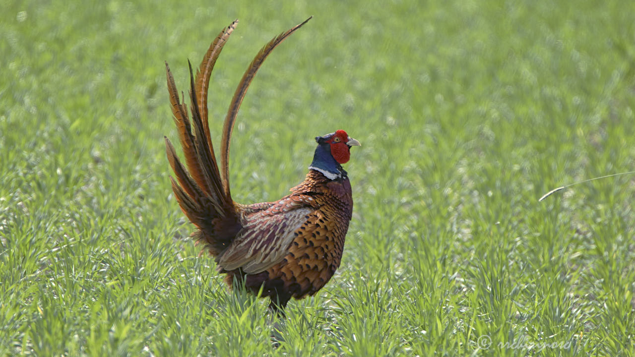 Ring-necked pheasant