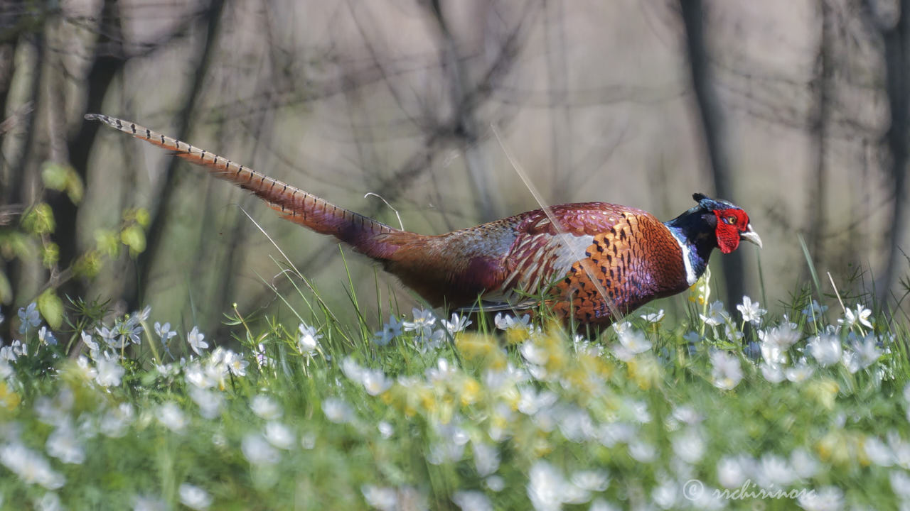 Ring-necked pheasant