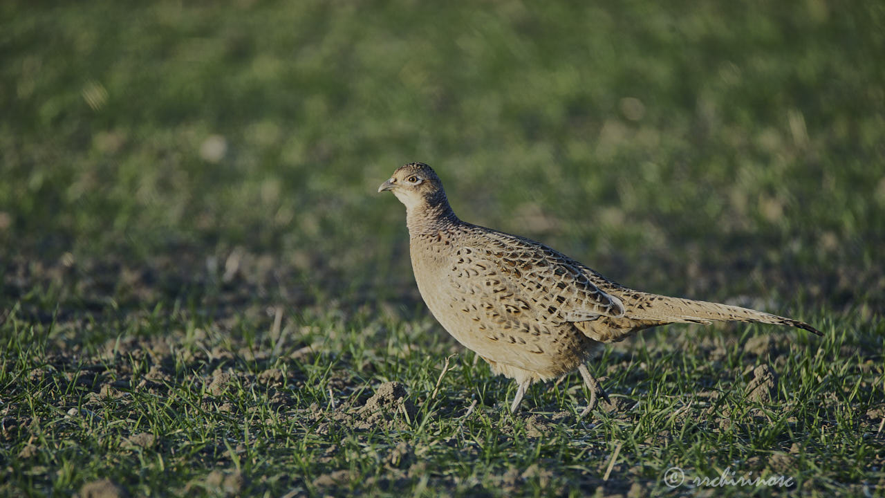 Ring-necked pheasant