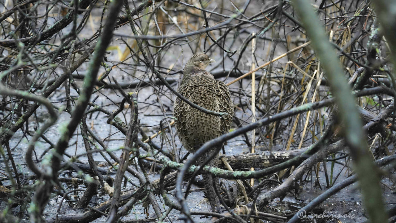 Ring-necked pheasant