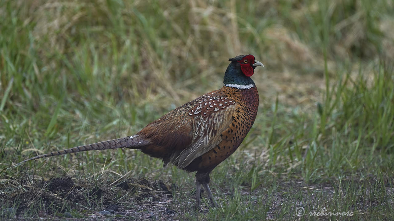 Ring-necked pheasant