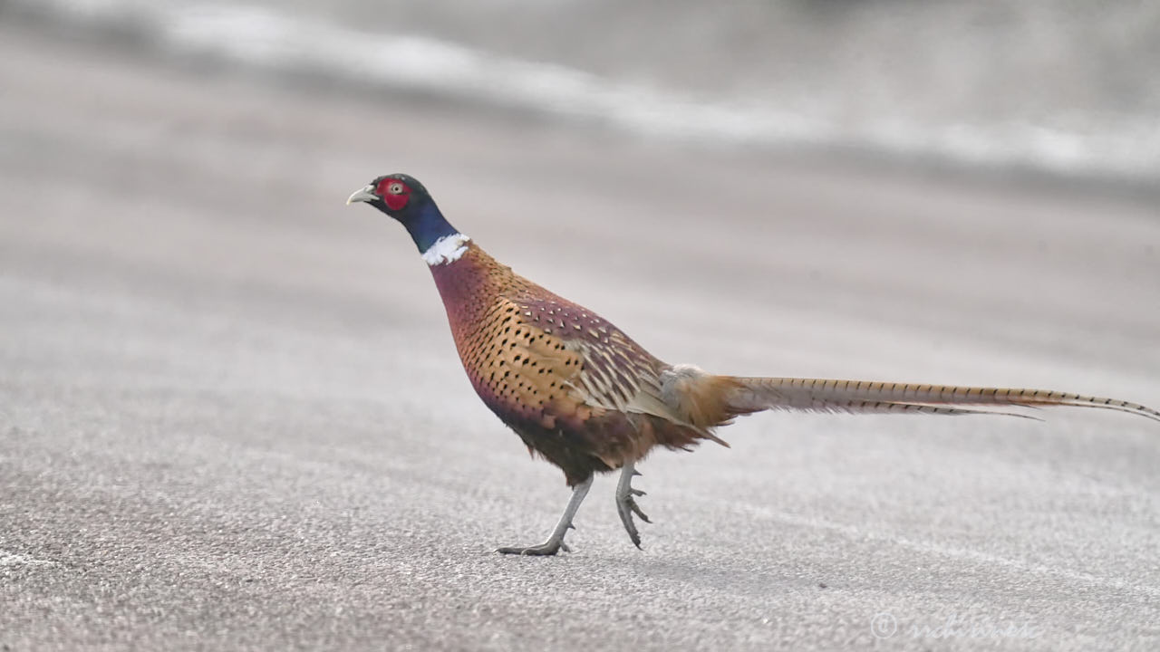 Ring-necked pheasant