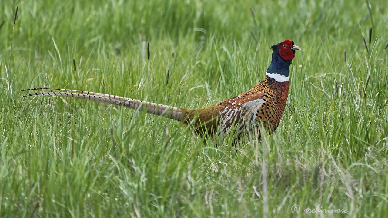 Ring-necked pheasant