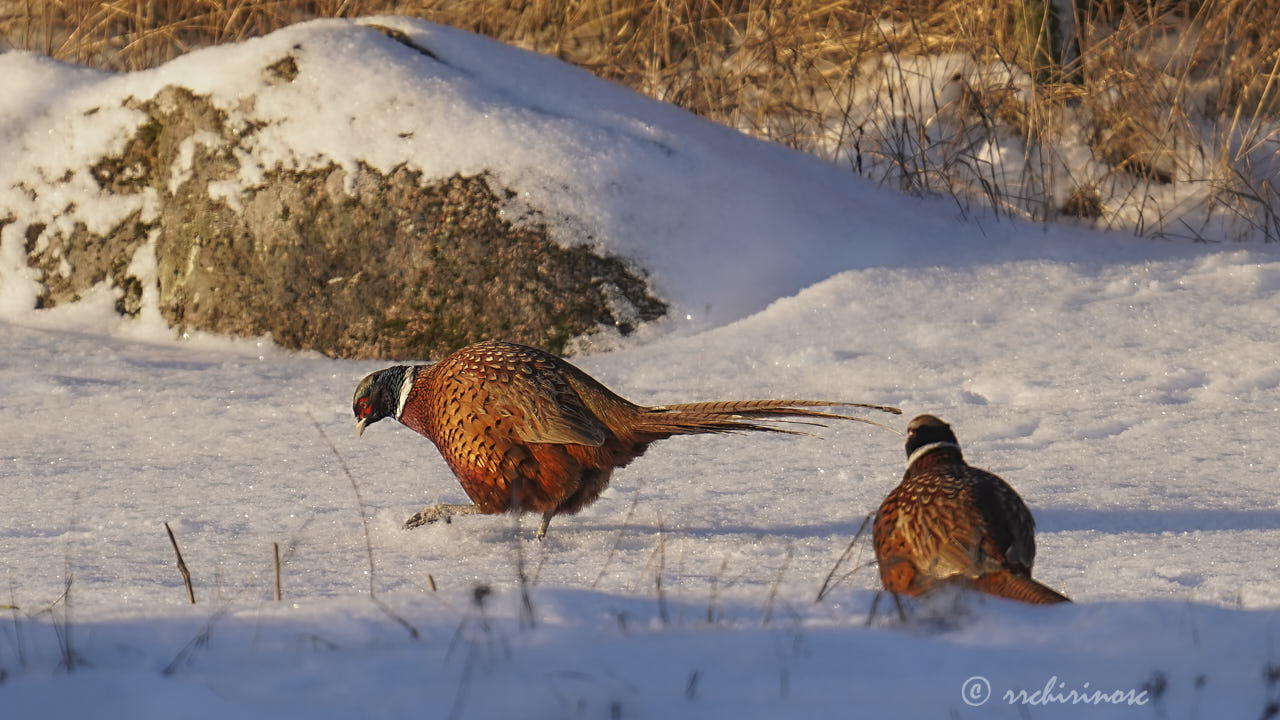 Ring-necked pheasant