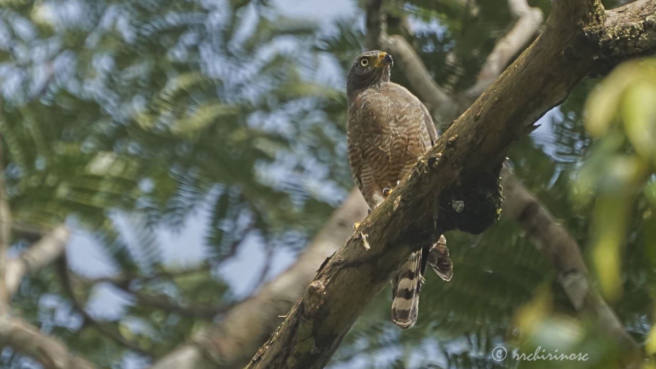 Roadside hawk