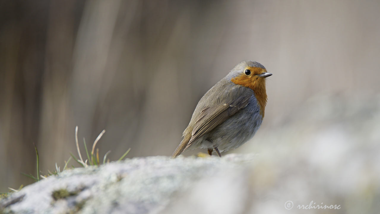 European robin