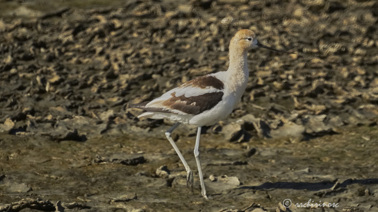 American avocet