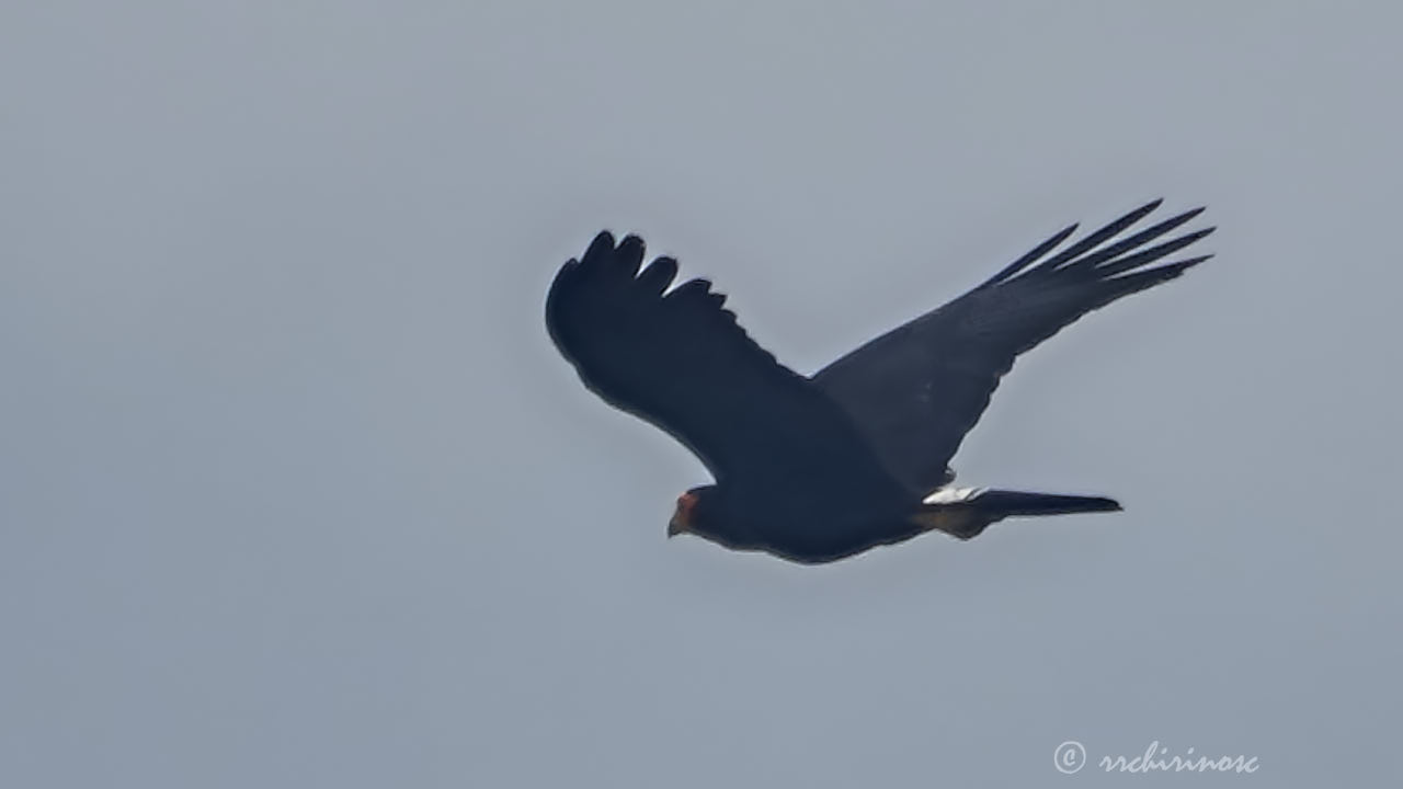 Black caracara
