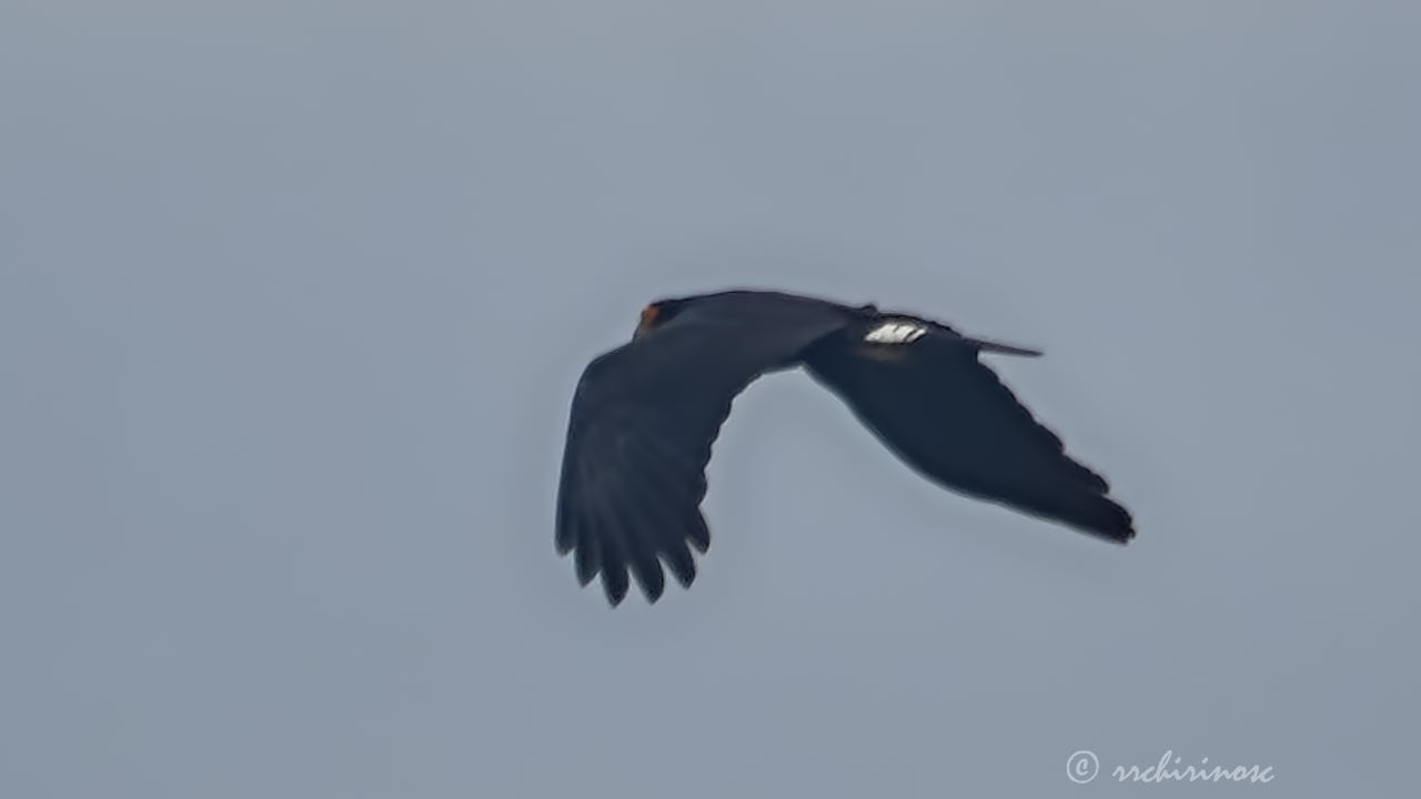 Black caracara
