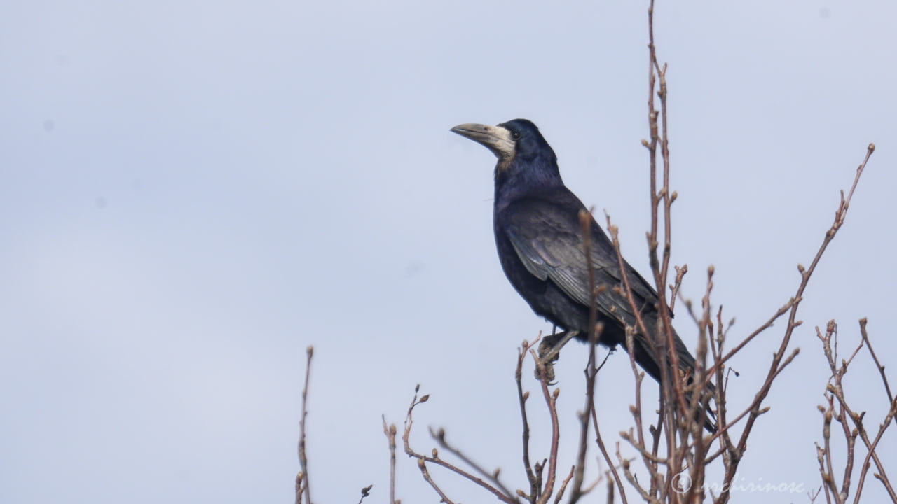 Rook