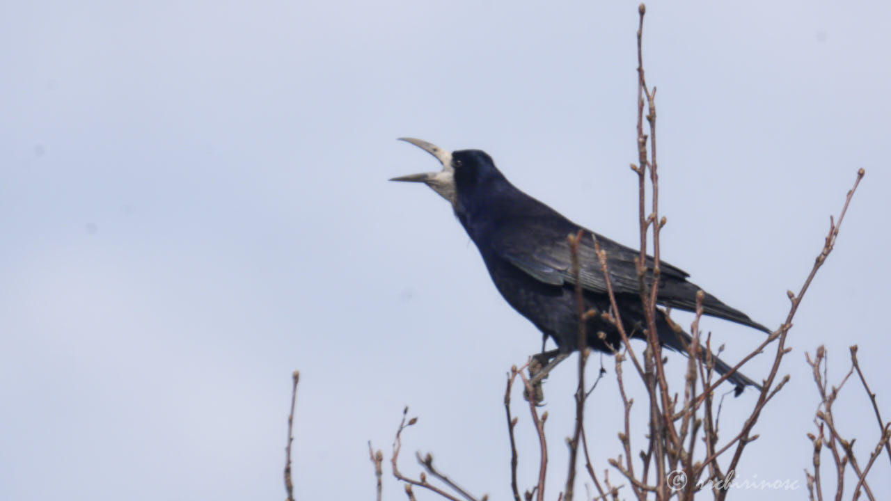 Rook