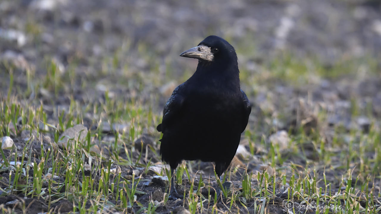 Rook