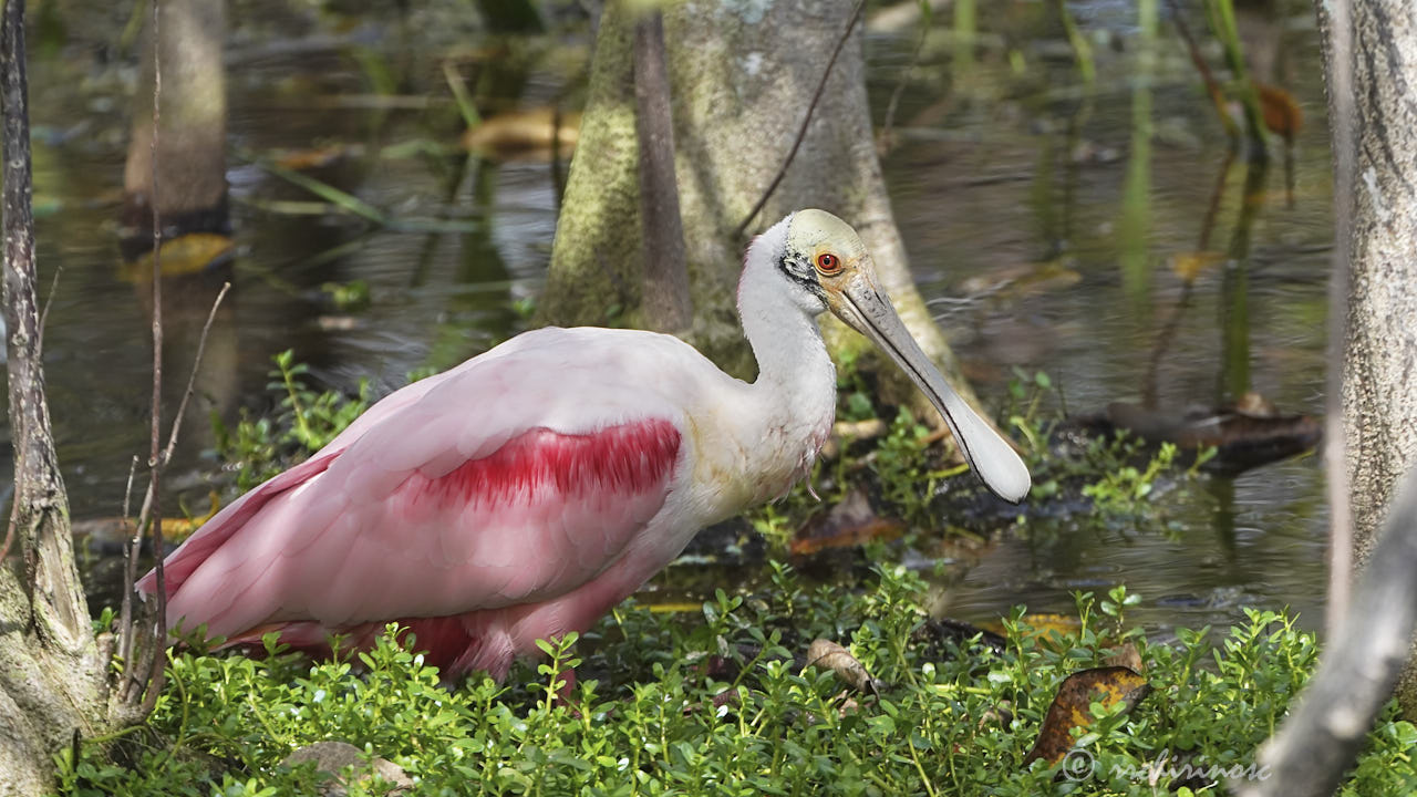 Roseate spoonbill