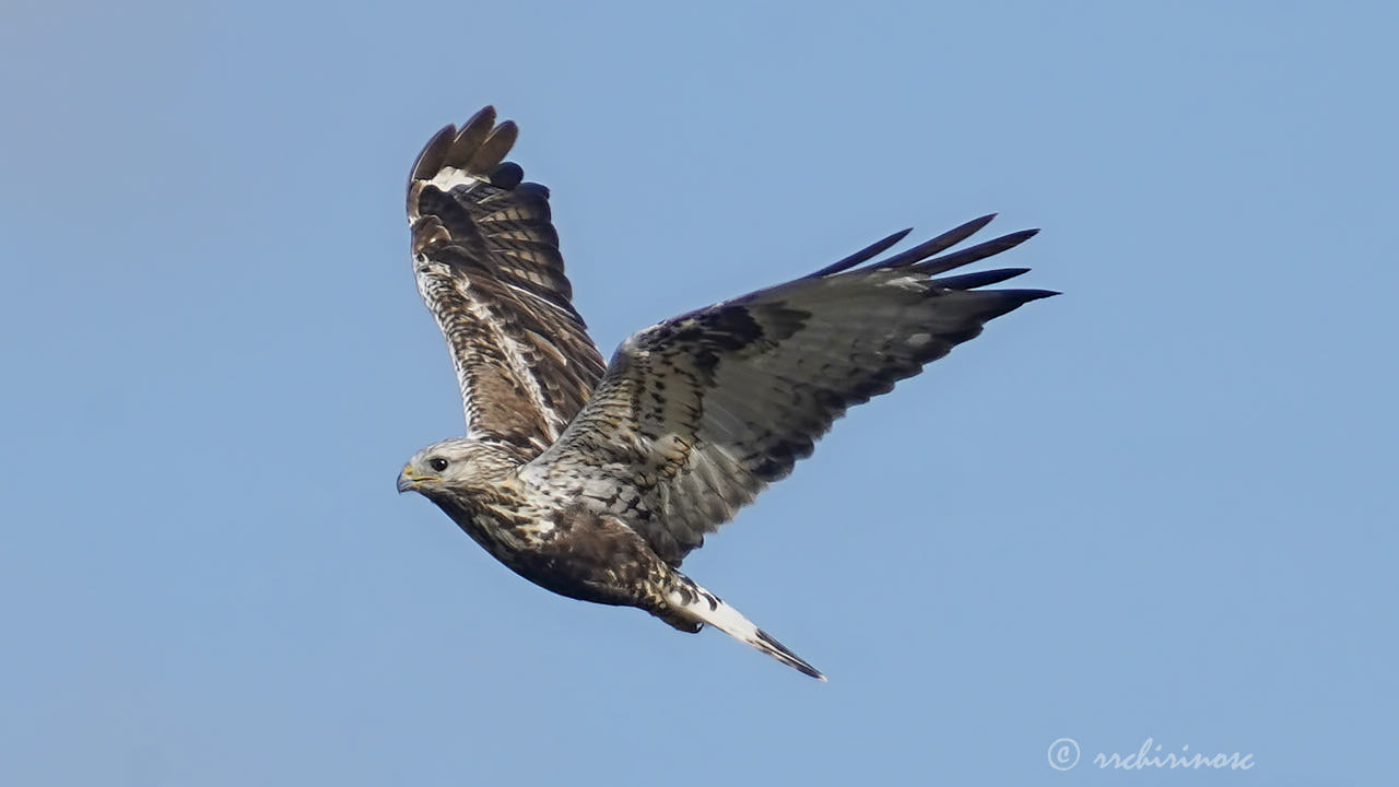 Rough-legged buzzard