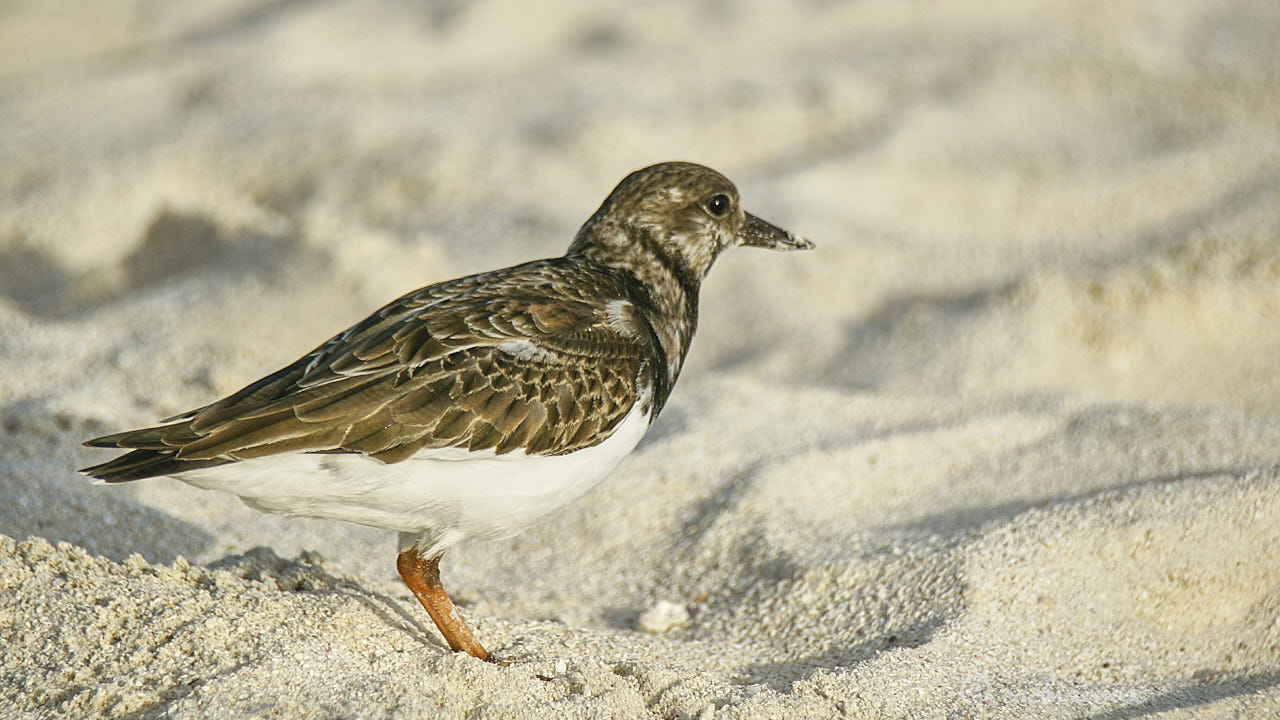 Ruddy turnstone