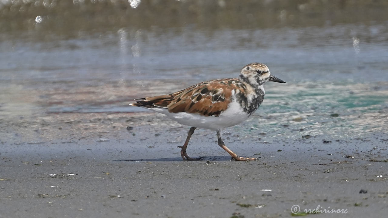 Ruddy turnstone
