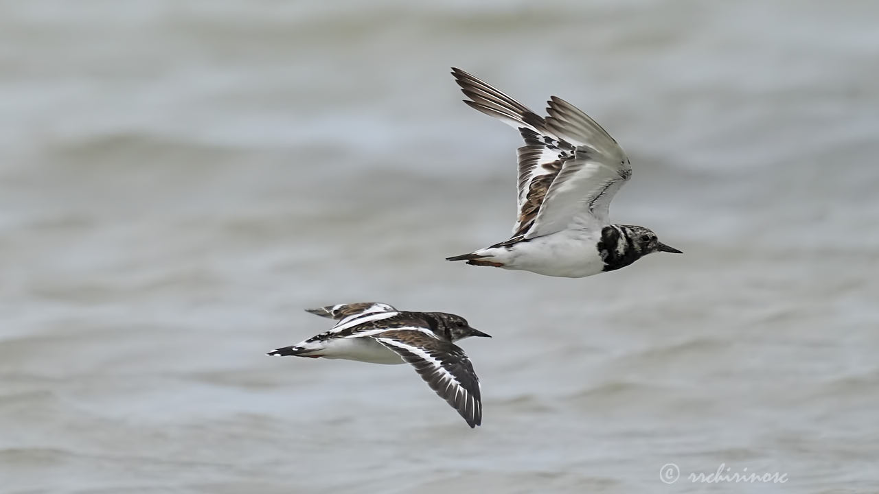Ruddy turnstone