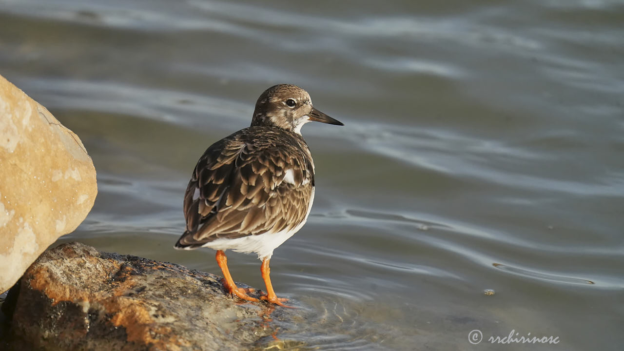 Ruddy turnstone