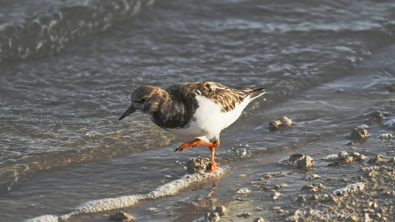 Ruddy turnstone