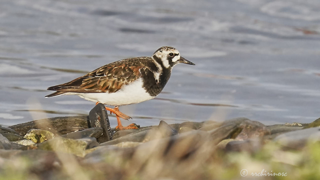 Ruddy turnstone