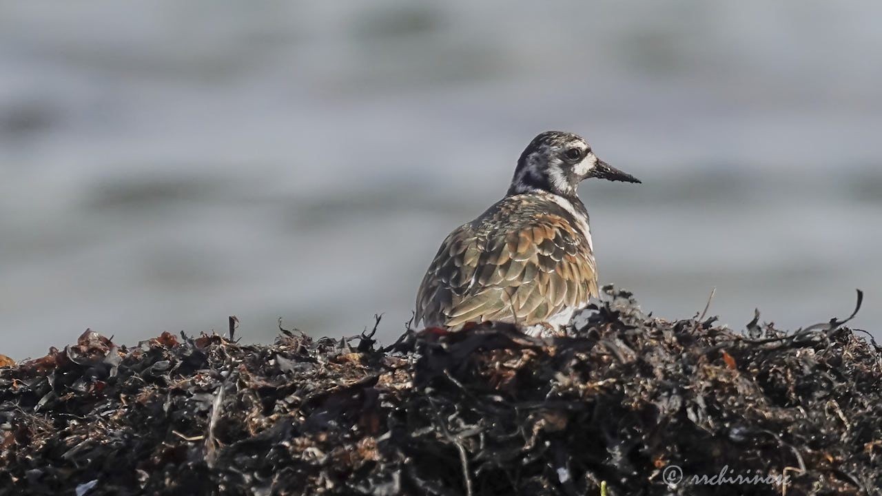 Ruddy turnstone
