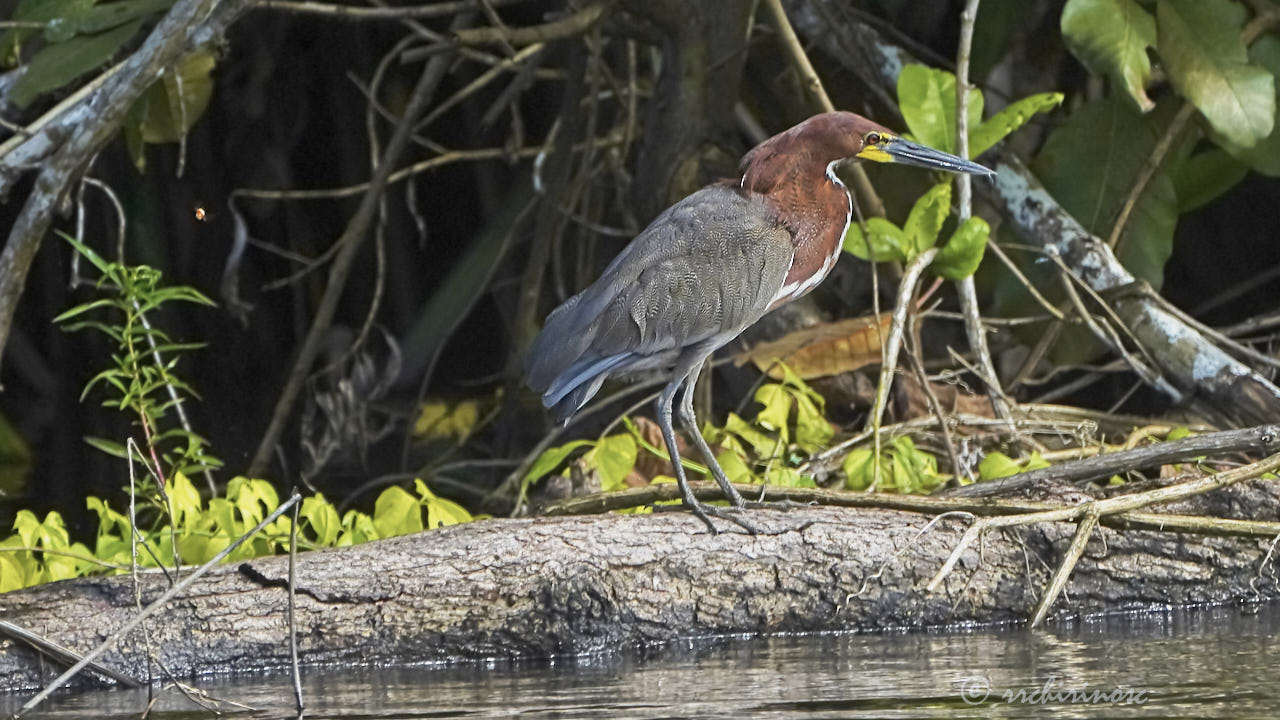 Rufescent tiger-heron