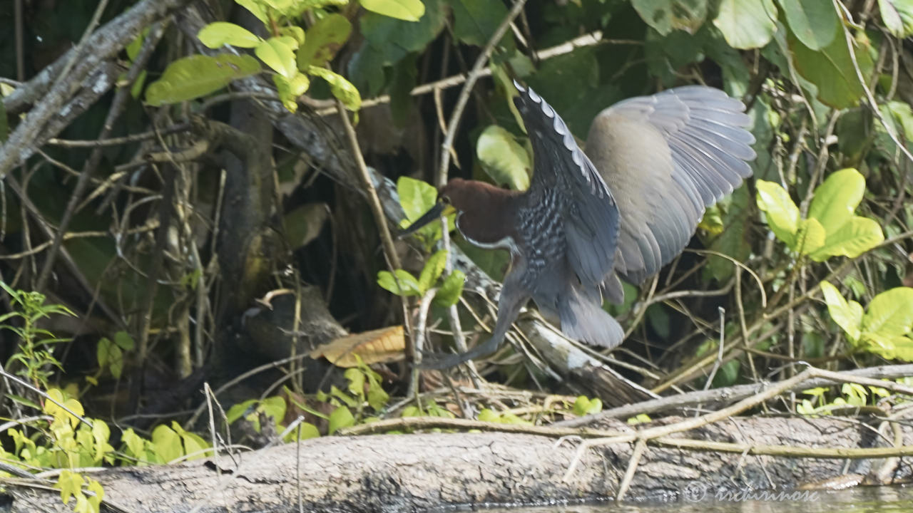 Rufescent tiger-heron