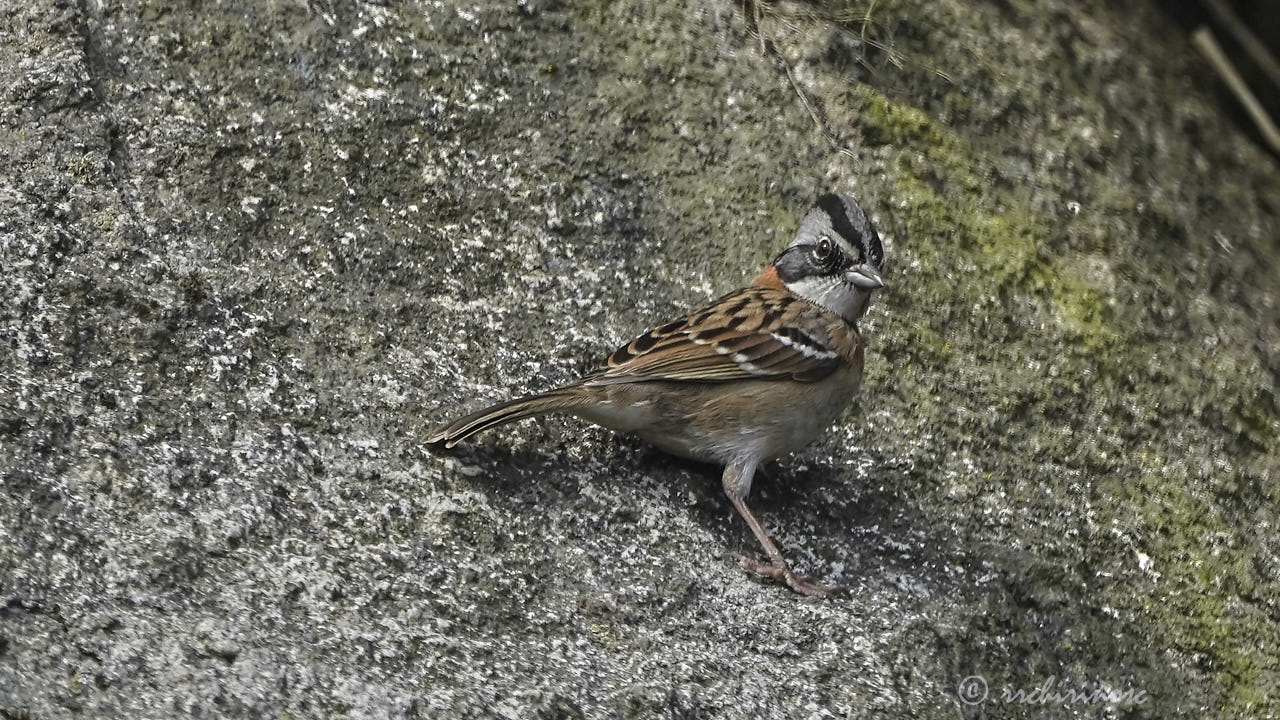 Rufous-collared sparrow