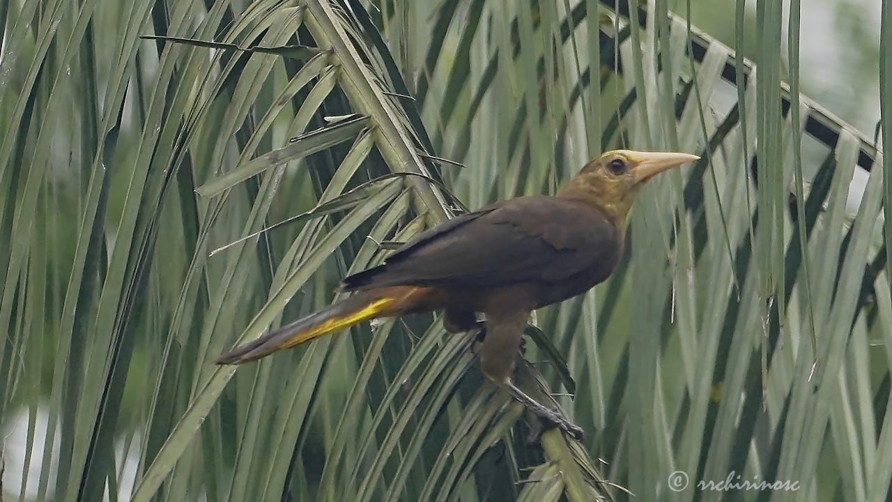 Russet-backed oropendola