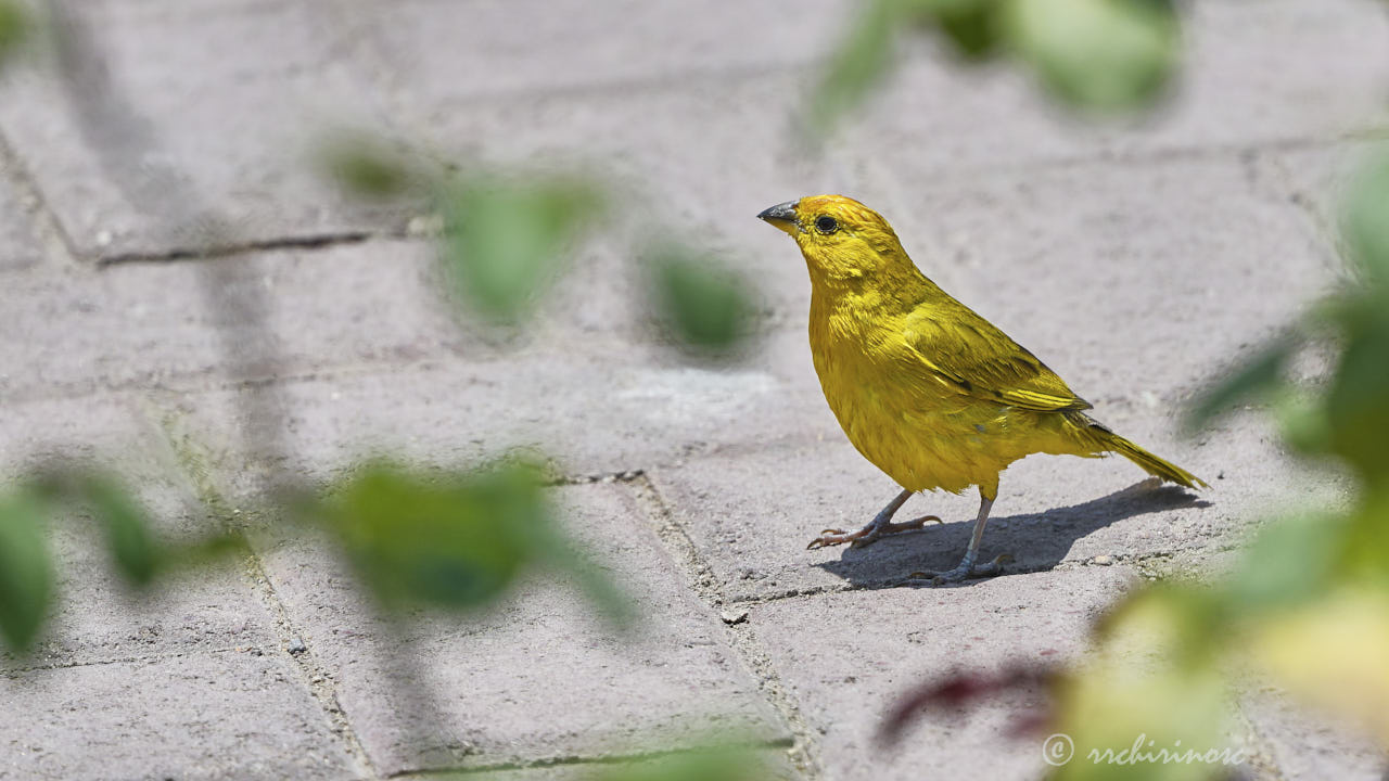 Saffron finch